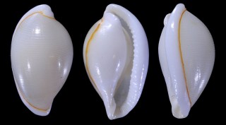 クマドリケボリ Pseudosimnia anulata small