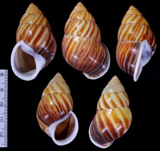 ボルネオマレーマイマイ (仮称) Amphidromus interruptus borneensis small