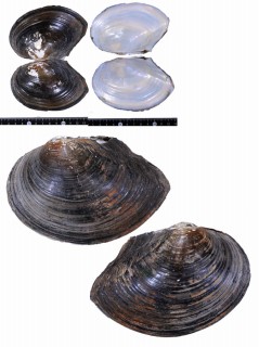 ドブガイ類 中国 Sinanodonta woodiana aff. small