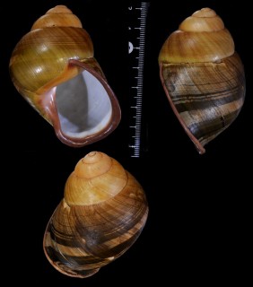 アオゴシキマイマイ Helicostyla woodiana portei small