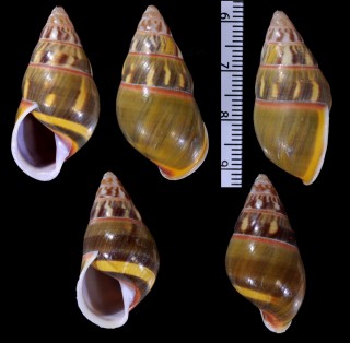 アボルランウコンマイマイ (仮称) Amphidromus quadrasi aborlanensis small