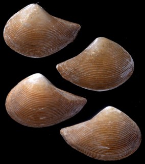キラハトムギソデガイ Jupiteria kirai small