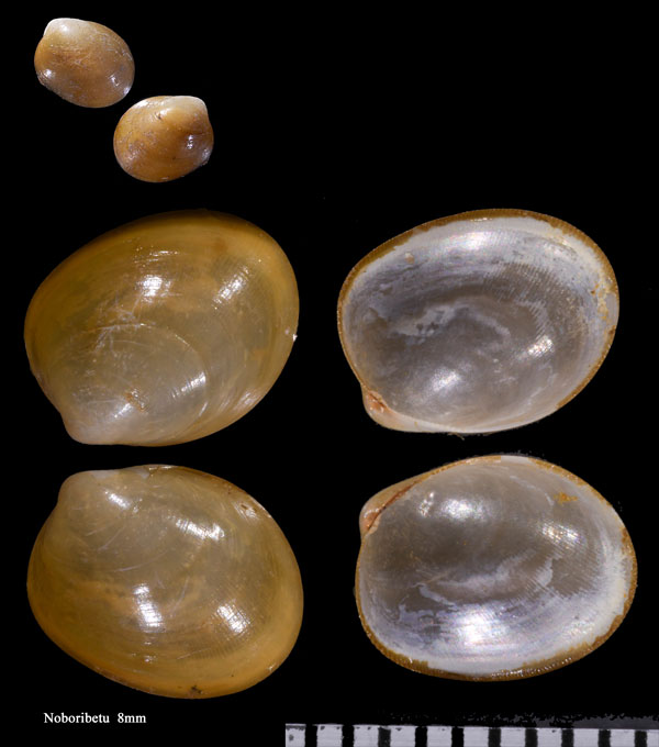 ツヤタマエガイ Vilasina seminuda small