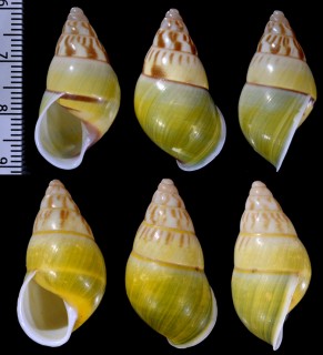 オルタンガウコンマイマイ (仮称) Amphidromus quadrasi aff. small