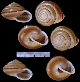 コヒシマイマイ Satsuma succincta small
