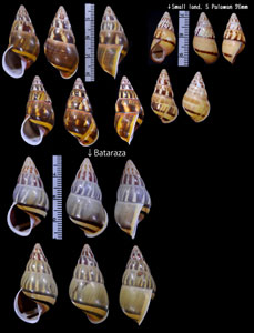 オボロウコンマイマイ Amphidromus quadrasi dubius small