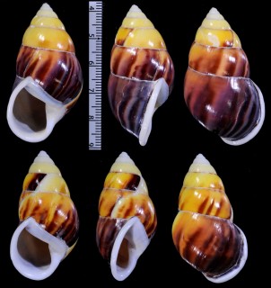 サルタンソレムマレーマイマイ (仮称) Amphidromus perversus solemi sultanus small