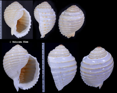 トキワガイ 常盤貝 Tonna allium small