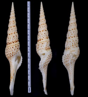 オオミノボラ Turris grandis small