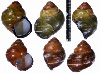 スラミドリゴシキマイマイ近似種 Helicostyla turbinoides aff. small