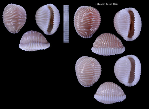ワスレボタンシラタマ Triviella neglecta small