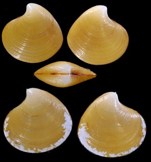 ナンキョクシラオの仲間01 Astarte longirostris small