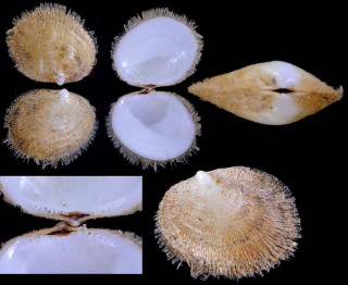 マリオンシラスナガイ Limopsis marionensis small
