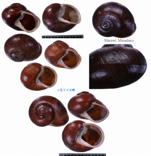 ダルマカスリマイマイ Calocochlia cryptica cineracea small