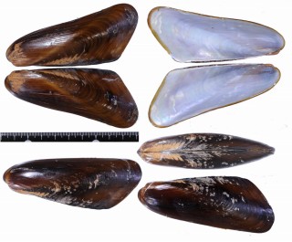 ツヤガラス Modiolus elongata small