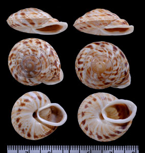ヒネリセンベイマイマイ Obba listeri small