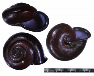 チョコレートマイマイ(パナイ島) Calocochlia chocolatina small