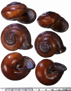 チョコレートマイマイ Calocochlia chocolatina small