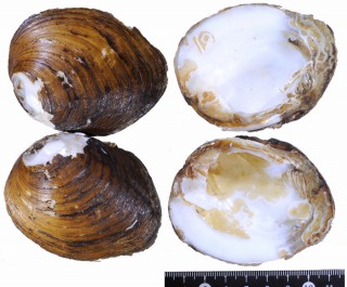 ナガカワボタンガイ Fusconaia subrotunda small