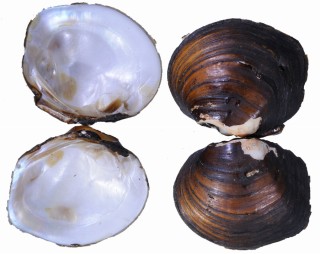 モートンガマノセカワボタン Quadrula mortoni small