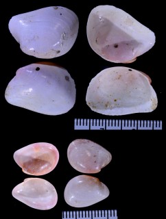 アダムシオルムガイ (仮称) Gaimardia adamsiorum small