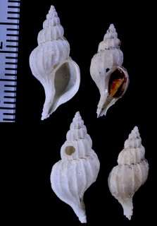 デクリナンスツノオリイレ (仮称) Pagodula declinans small