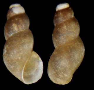 キツキツボ Nozeba lignicola small
