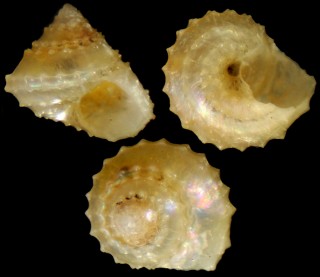 ヘソアキコガネエビスの仲間02 未詳 Calliotropis sp. small