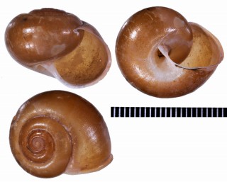 ケハダビロウドマイマイの仲間 未詳 Chloritis sp. small