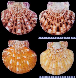 コダイニシキヒヨク 古代錦比翼 Annachlamys striatula small