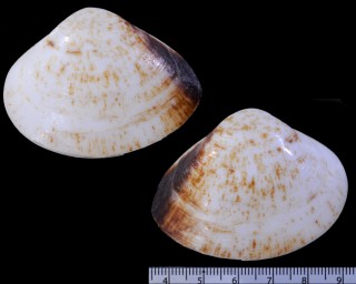 リュウキュウバカガイ Mactra maculata small