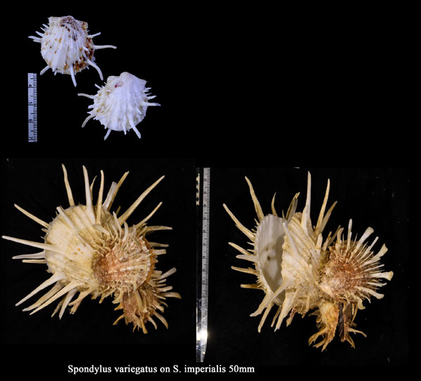 ヘンゲウミギク Spondylus variegatus small
