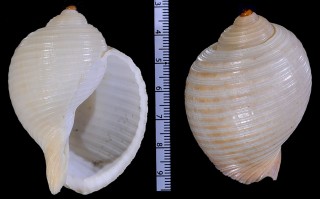 ウズラガイの仲間 台湾 Tonna zonata small