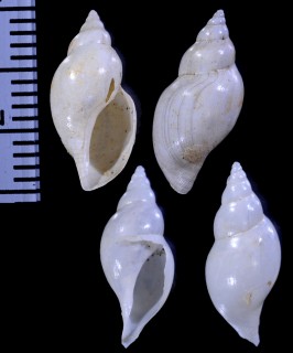 ナンキョクフデシャジク (仮称) Xanthodaphne translucida small