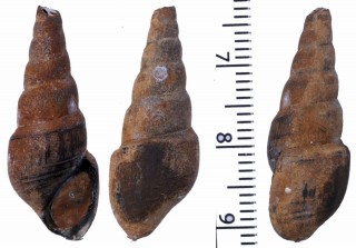 スマトラのカワニナの仲間　未詳 Brotia sp. small