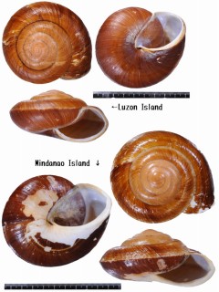 エンママイマイ Ryssota maxima small