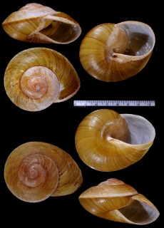 コガタカドバリオオマイマイ (仮称) Ryssota mulleri depressa small