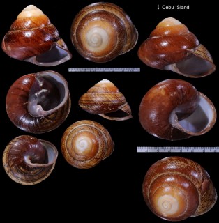 オオダイオウエンスイマイマイ Helicostyla grandis small