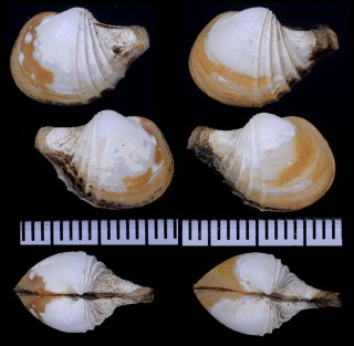 ツヨウネシャクシ 強肋杓子 Cardiomya fortisculpta small