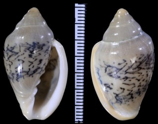 ヘイズヘリトリ (仮称) Marginella hayesi small