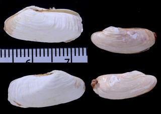 ナンキョクハナシキヌマトイ (仮称) Hiatella antarctica small