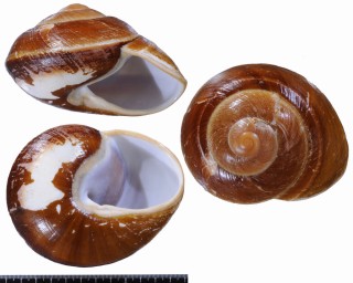 ダイオウエンママイマイ (仮称) Ryssota maxima gigas small