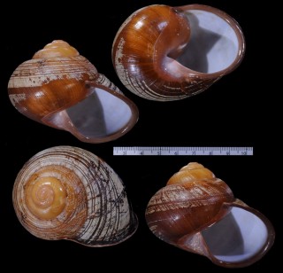 ホンミドリマイマイ Helicostyla turbinoides small
