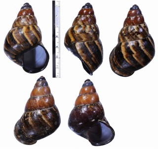 ハデゴシキマイマイ Helicostyla imperator small