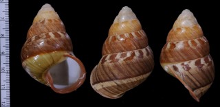 ホソソメワケゴシキマイマイ Helicostyla bicolorata subflammulata small