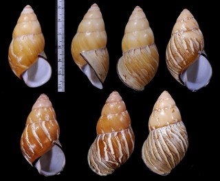 カスリカドバリタケノコマイマイの仲間 未詳 Helicostyla sp. small