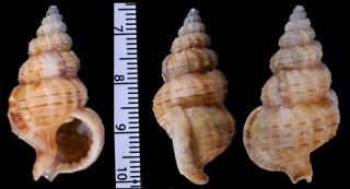 コンゴウアラレバイ(コンゴウナサバイ) Nassaria solida small