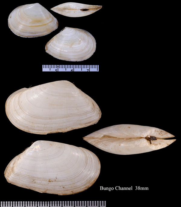 トクナガシラトリ Tellina tokunagai small