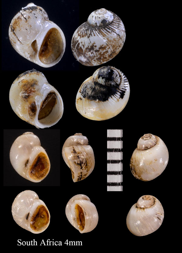 リスタマツメタ Euspira mus small