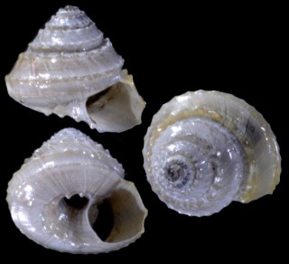 ヘソアキコガネエビスの仲間03 未詳 Calliotropis sp. small